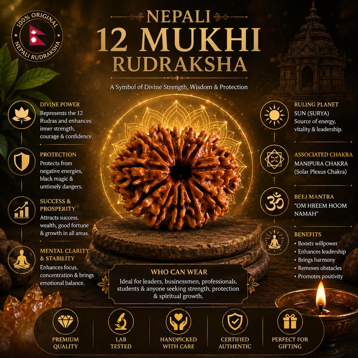 Nepali 12 Mukhi Rudraksha