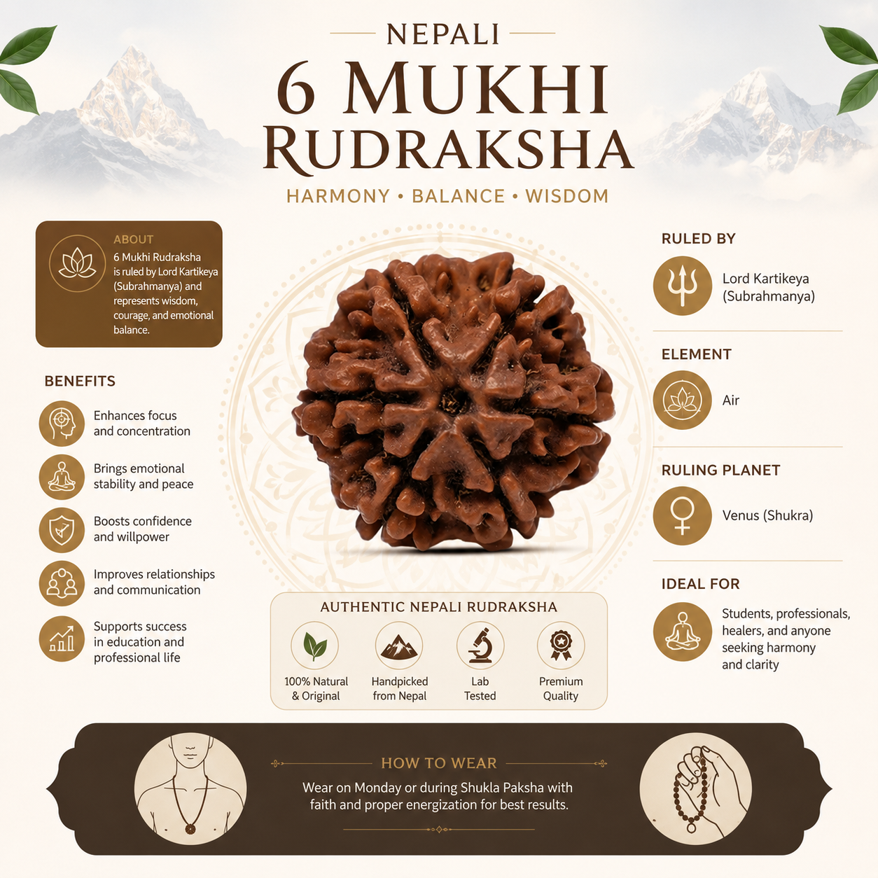 Nepali 6 Mukhi Rudraksha