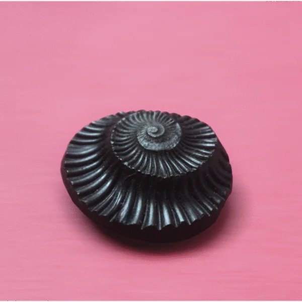 Sudarshan Shaligram – Sacred Vishnu Shaligram Stone for Puja & Spiritual Worship
