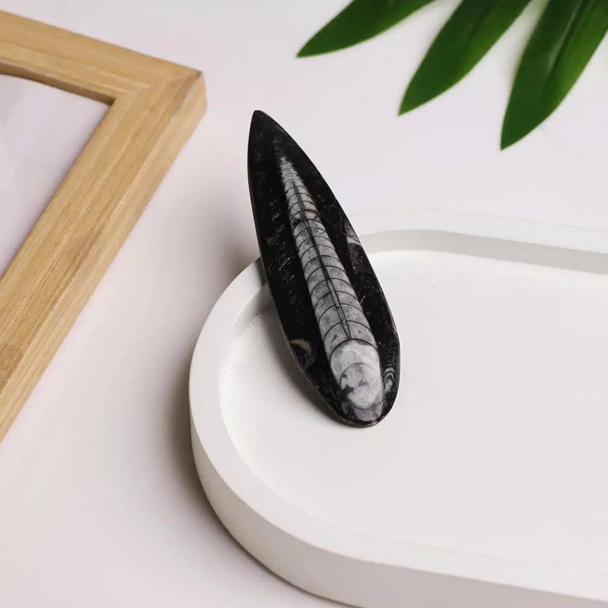 Kuber Stone (Orthoceras Fossil) | Vastu Stone for Wealth Growth, Stability & Protection